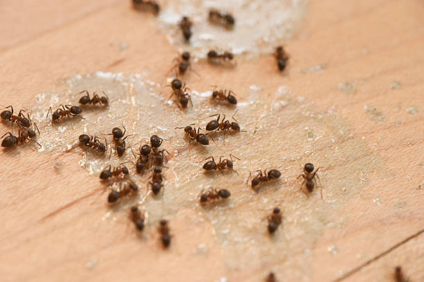 Best Local Pest Control Services  in Foresthill, CA